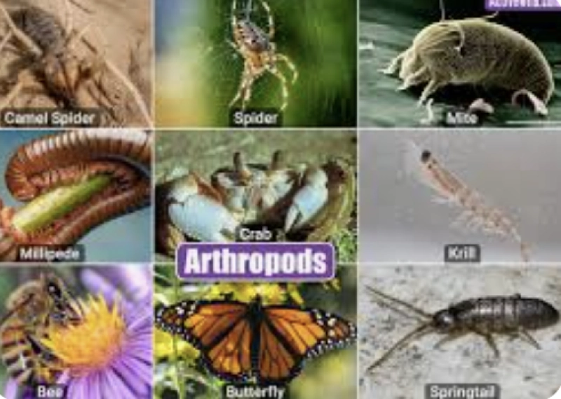 Summer Insect Adventure