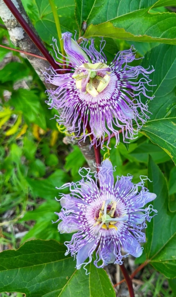 Summer Native Medicinal Plants: Passionflower