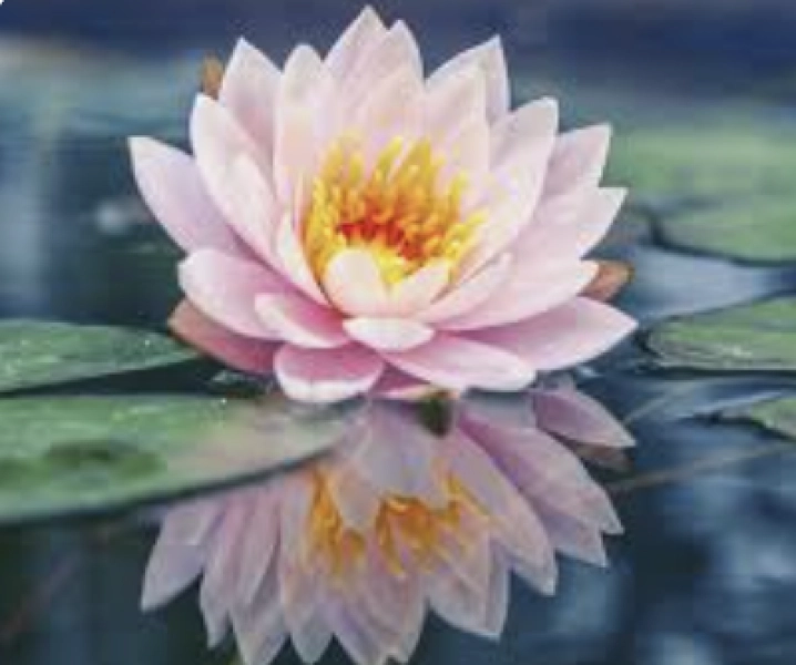 Lotus, Lily Pads, and Frogfruit