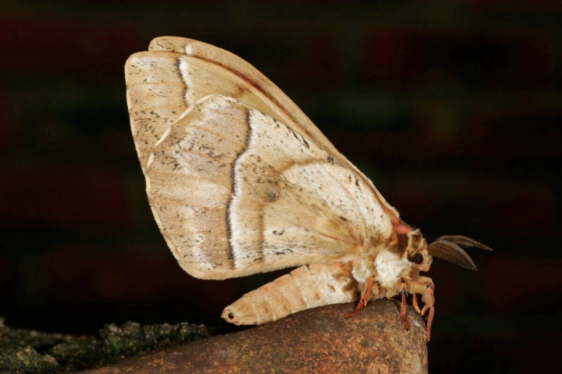 Moth Night at Hollow Rock Nature Park