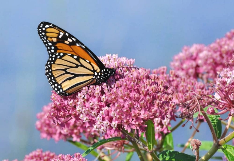 Tour of Chatham Mills Pollinator Paradise Garden