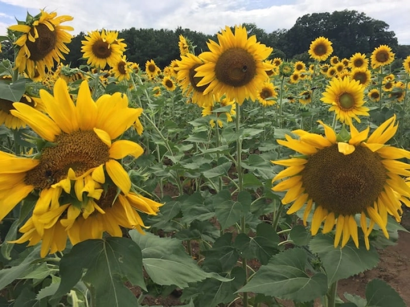 Sunflower Celebration at Dix Park
