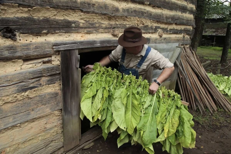 Brightleaf Harvest Day