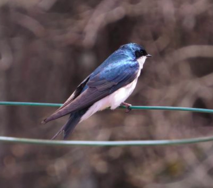 Purple Martin Week: Biology and Management