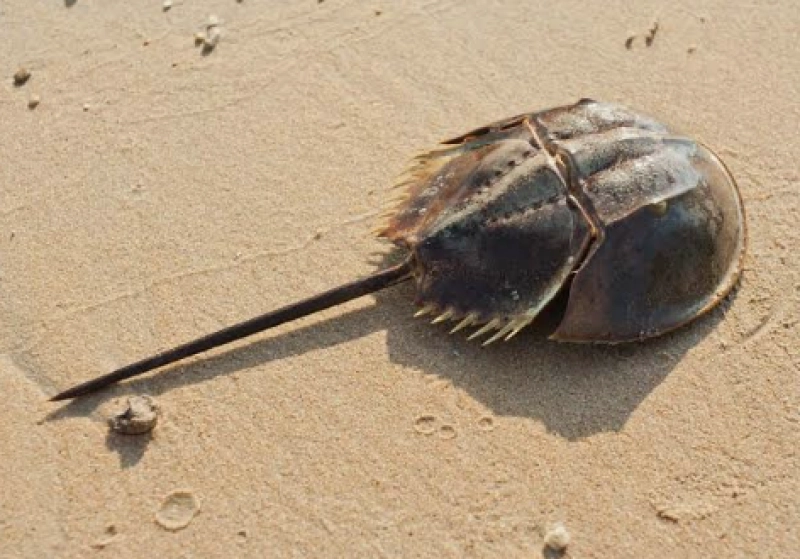 Rooted in Time: Living Fossils