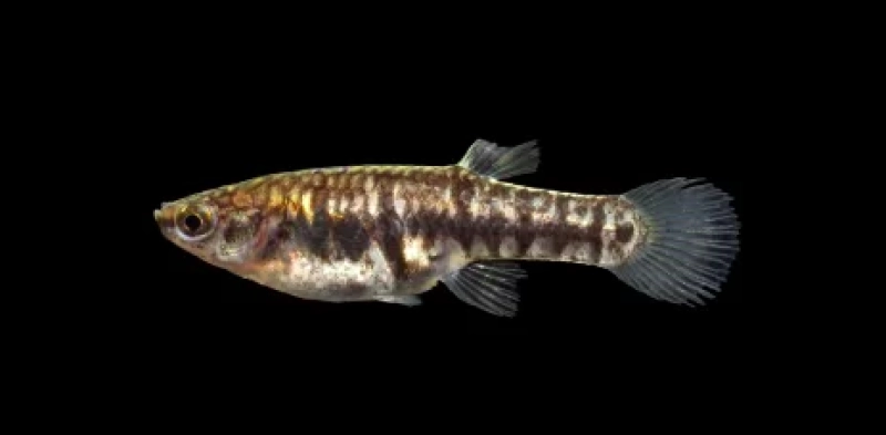 Science Café: Pollution and NC’s Tiniest Fish
