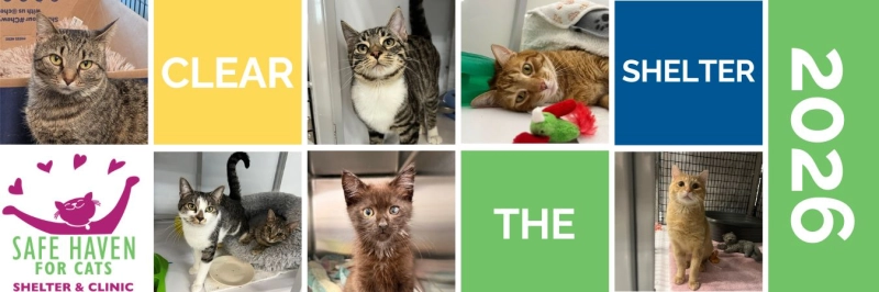 SAFE Haven for Cats $10 Adoption Event