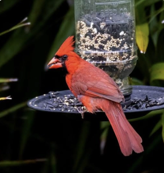 Birds and Bloomers