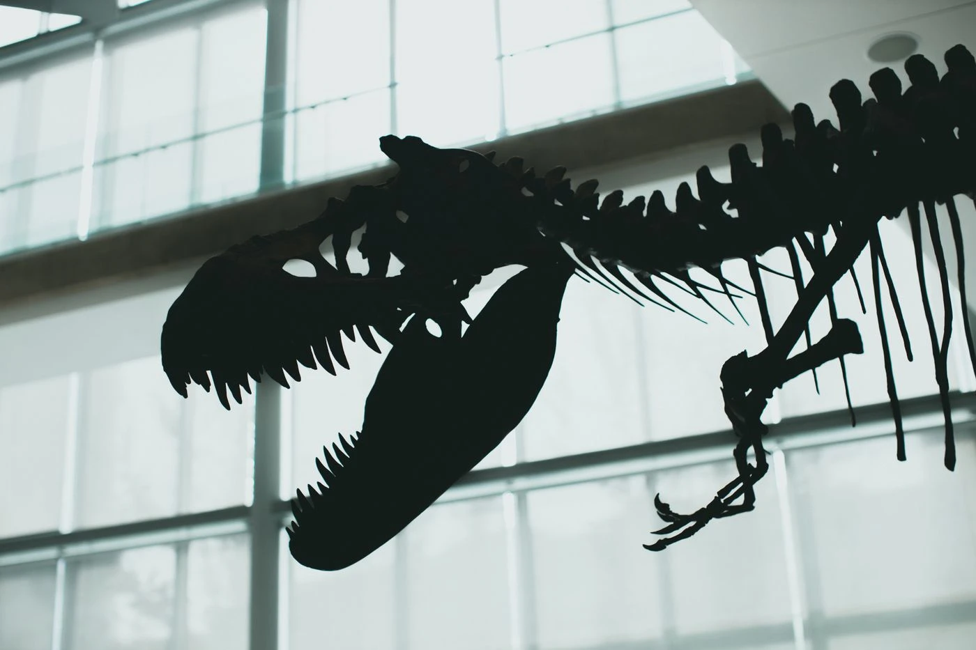 Immersive exhibits & experiences in the Triangle