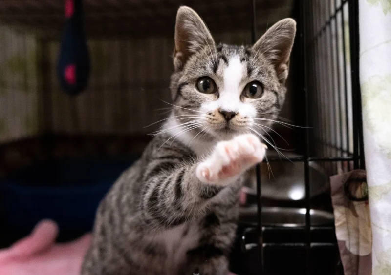 Second Chance Pet Adoptions