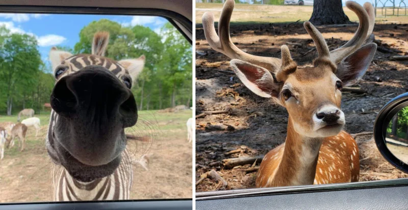 Aloha Safari Park